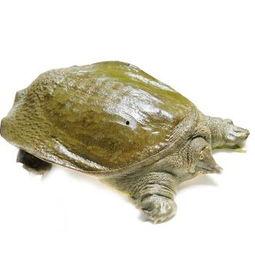 怎样杀甲鱼视频,揭秘高效杀甲鱼技巧