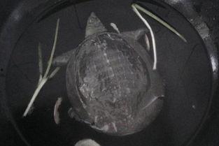 怎样杀甲鱼视频,揭秘高效杀甲鱼技巧