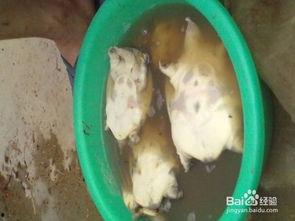 怎样杀甲鱼视频,揭秘高效杀甲鱼技巧