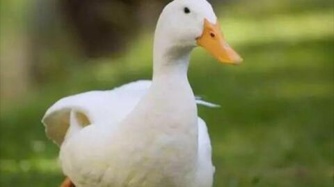 鸭子视频网,探索趣味短视频的无限魅力